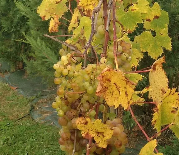 Villa Argomaniz Argómaniz