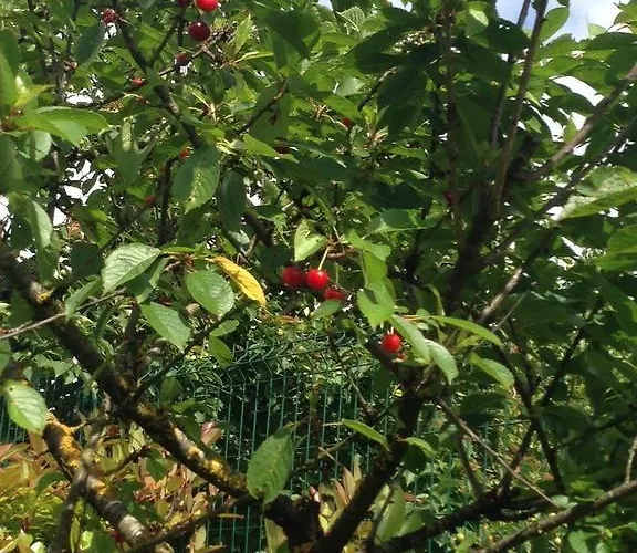 Villa Argomaniz Pensionat *